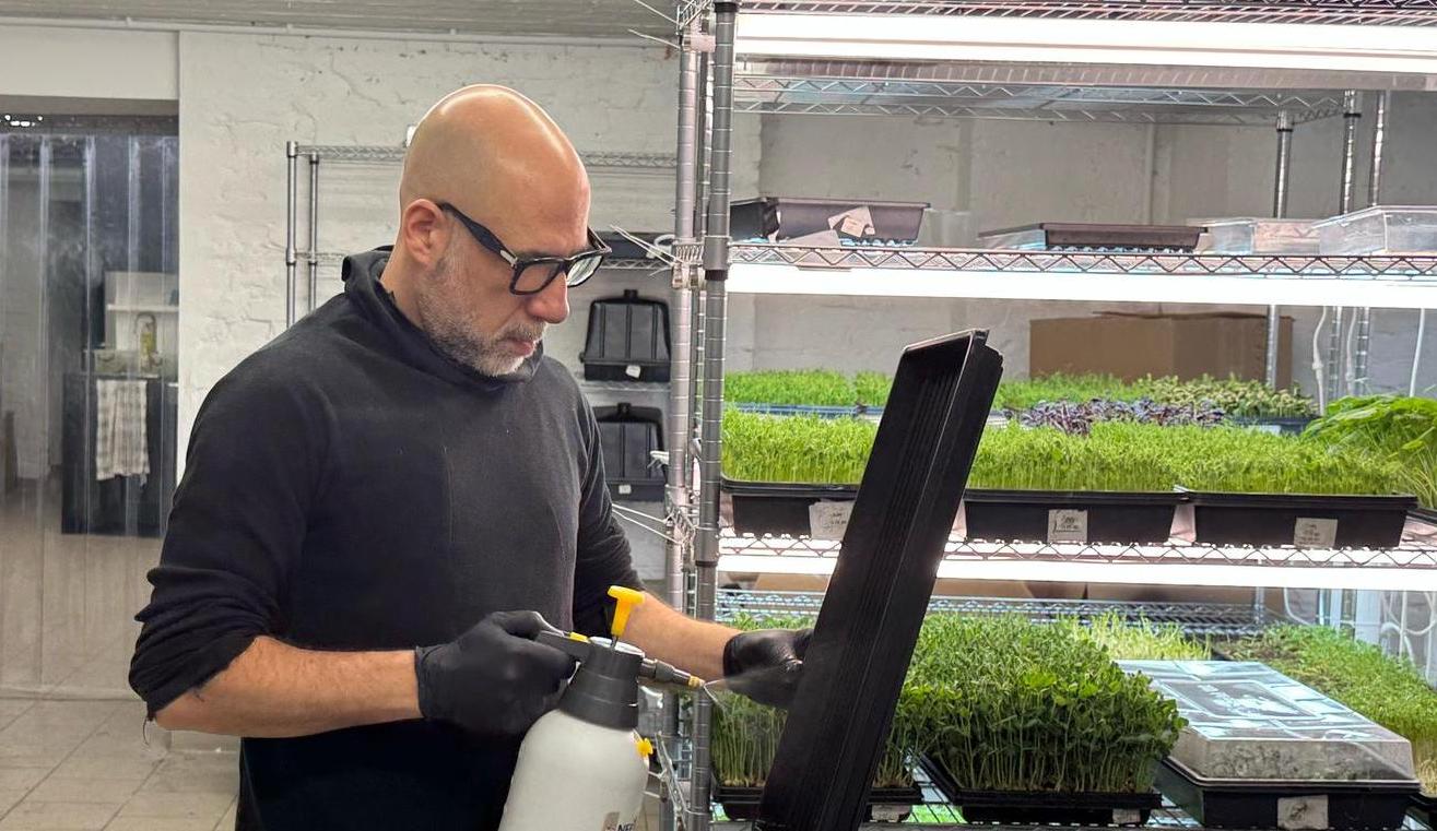 Teammitglied pflegt Microgreens